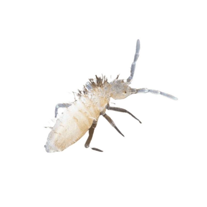 Artropode Springtails Collembola 100gr - imagine 4